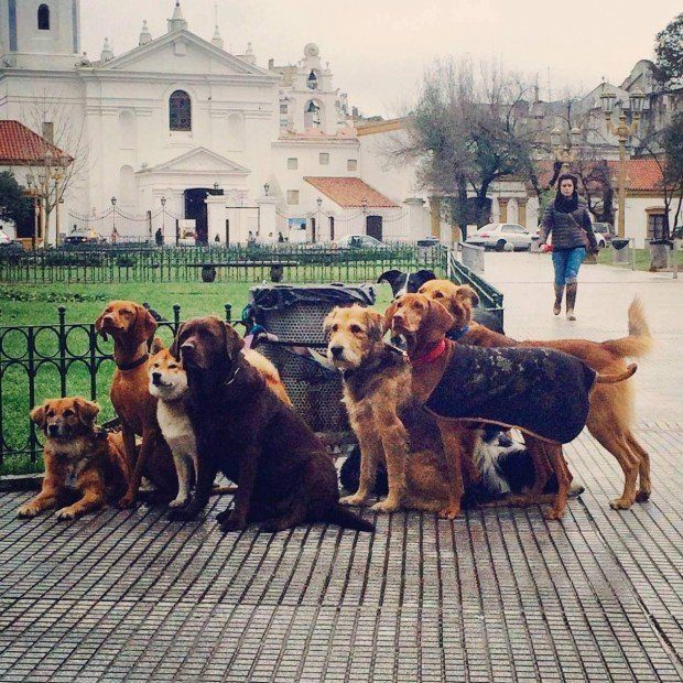 The Dogs of Recoleta