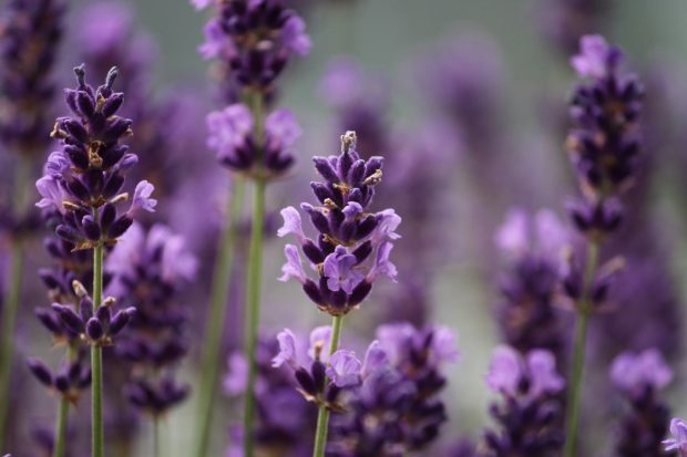 Lavender | Longevity LIVE