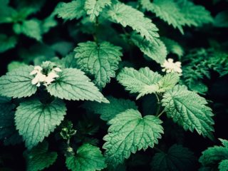 nettle is a natural remedy for allergies