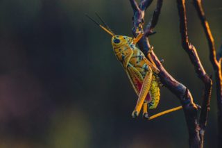eating grasshoppers [longevity live]