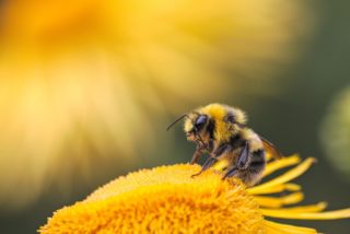 bees | Longevity LIVE