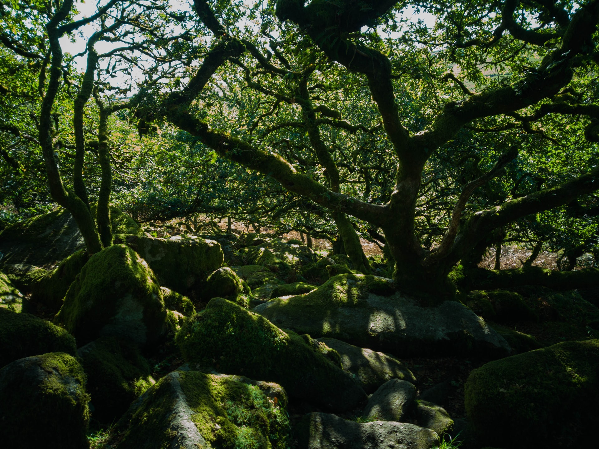 big trees