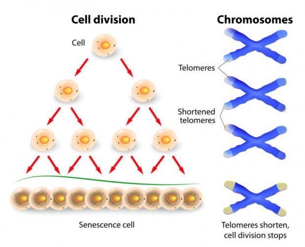 Telomeres