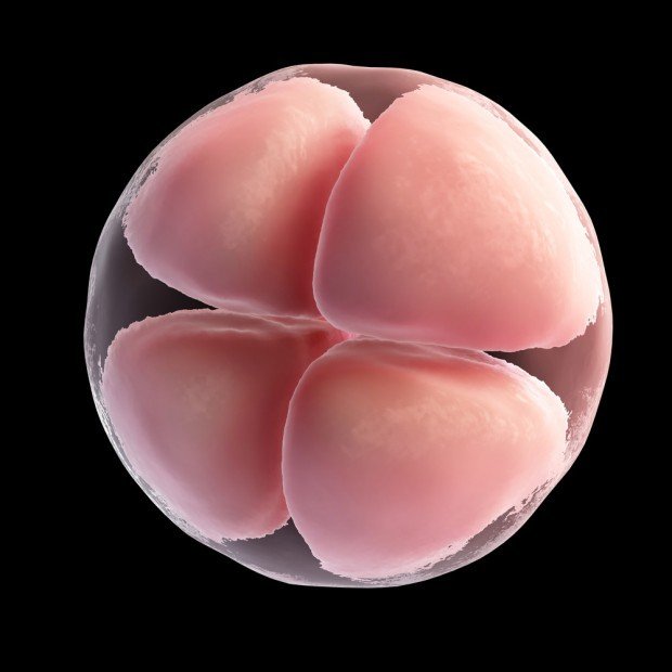 egg cell frozen embryos