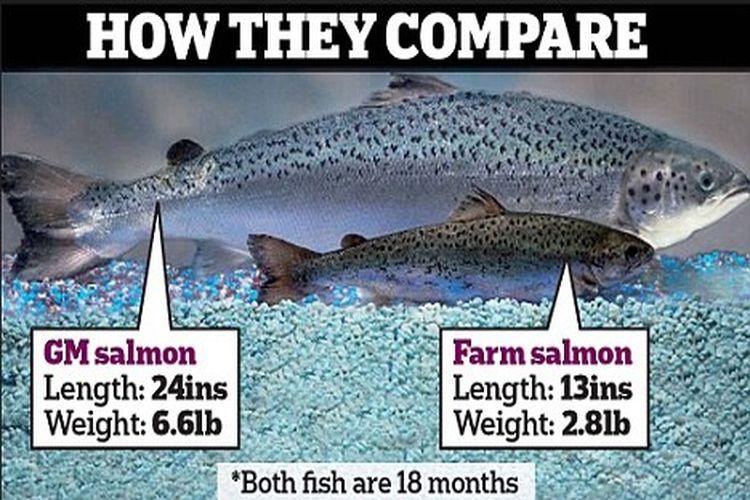 FDA Labeling for GMO Salmon