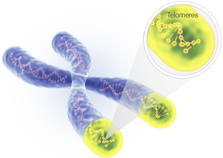telomere | Longevity Live