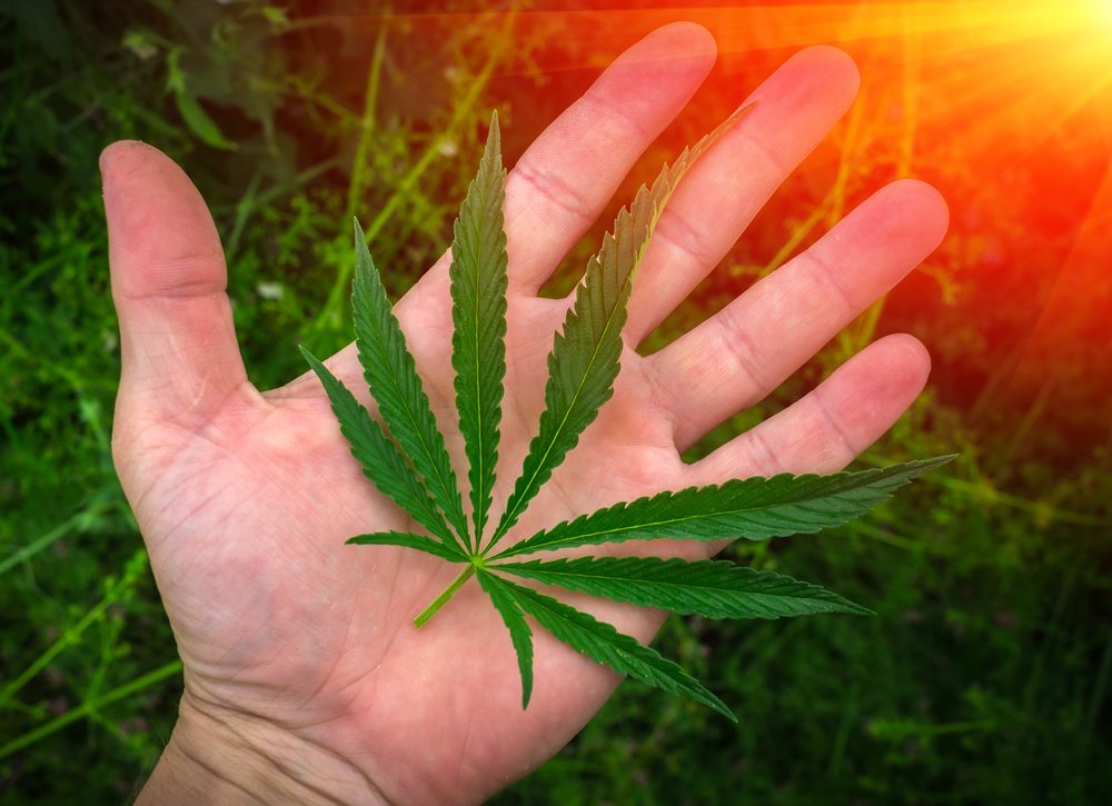 medical cannabis | Longevity LIVE