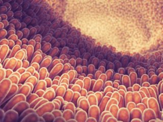 Gut health