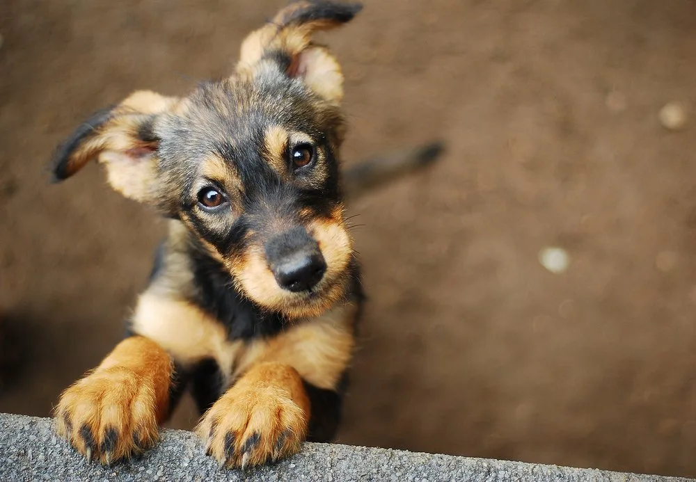 pets | Longevity Live