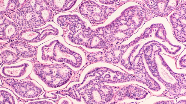 health myths | Longevity Live