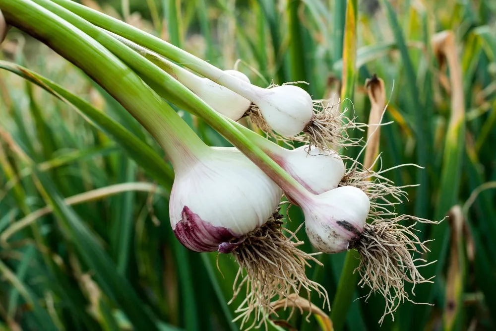 Garlic The Key To A Young & Healthy Brain?
