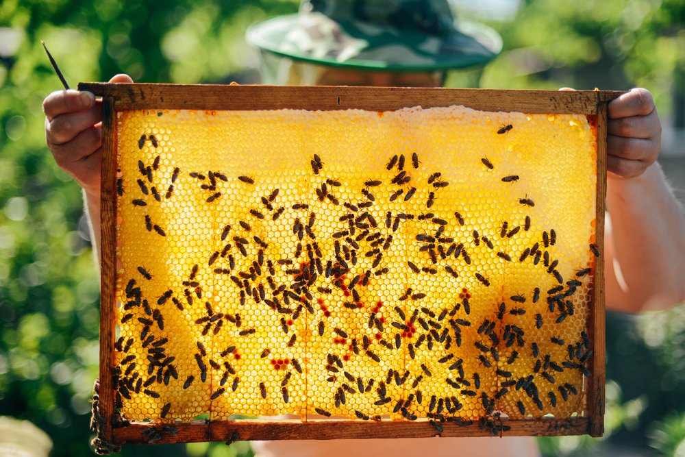 Oh Honey! 4 Health Facts About Honey You Didn’t Know