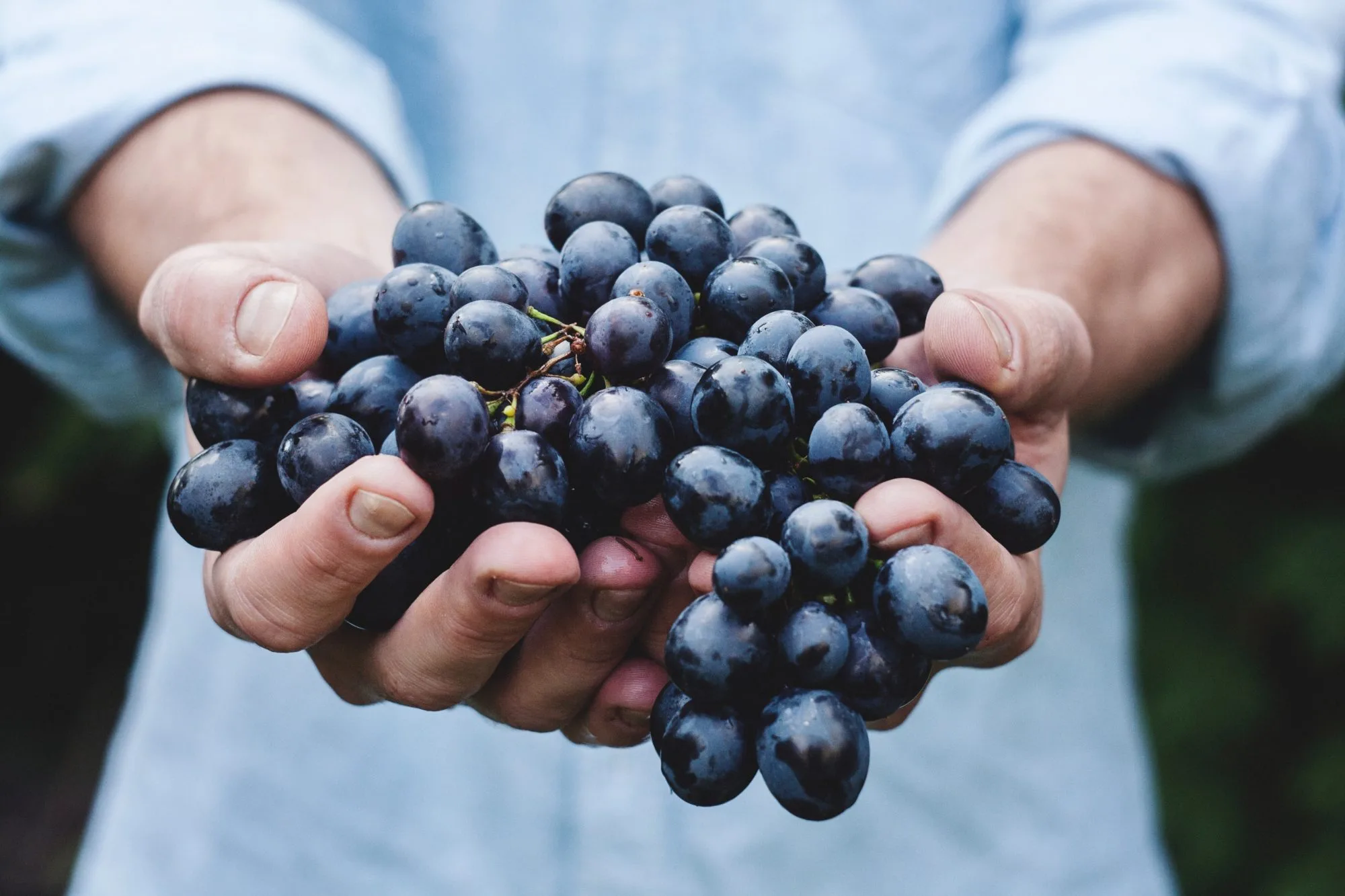 Resveratrol Launched Into South African Marketplace