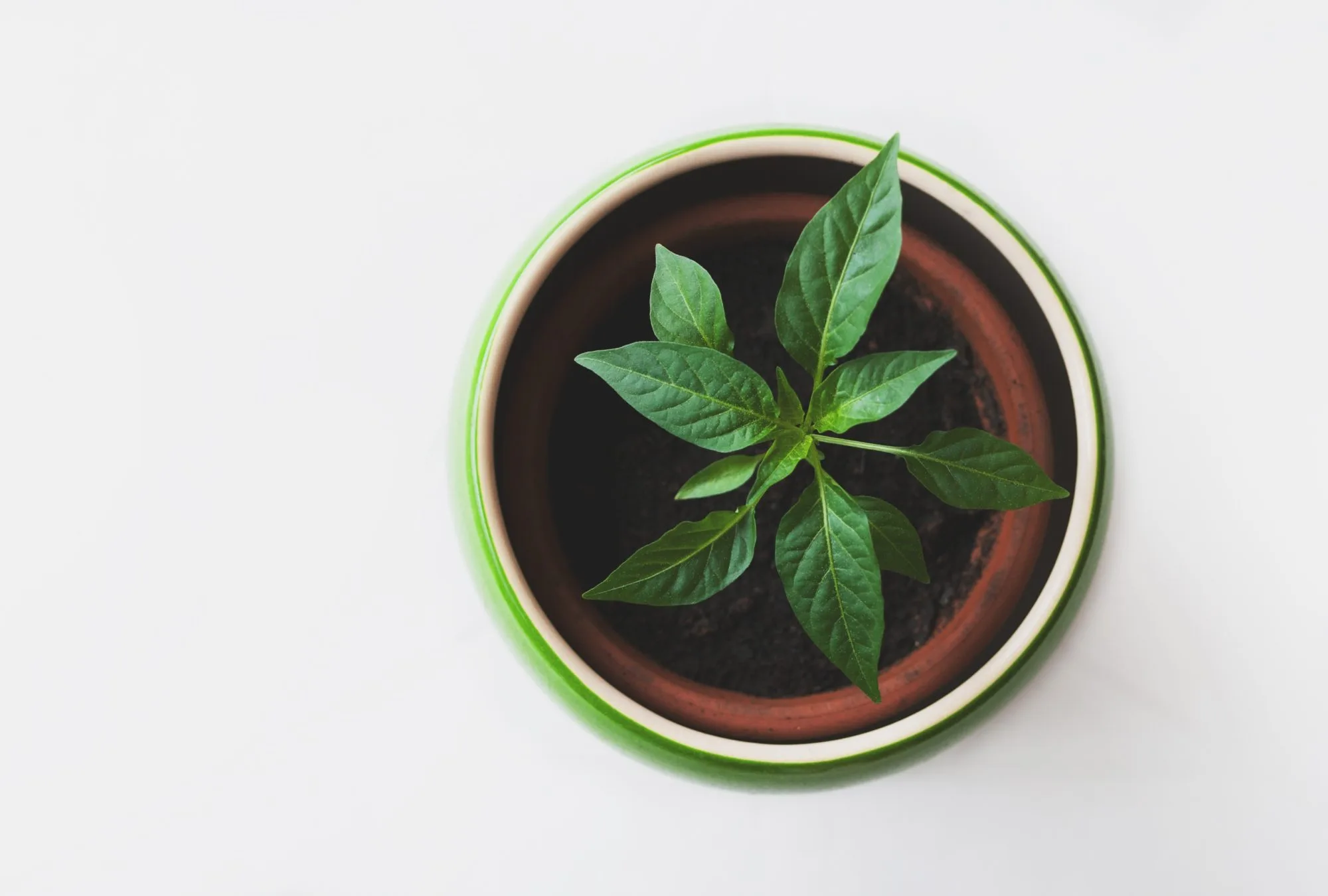 How To Grow Biofortified Micro-Greens