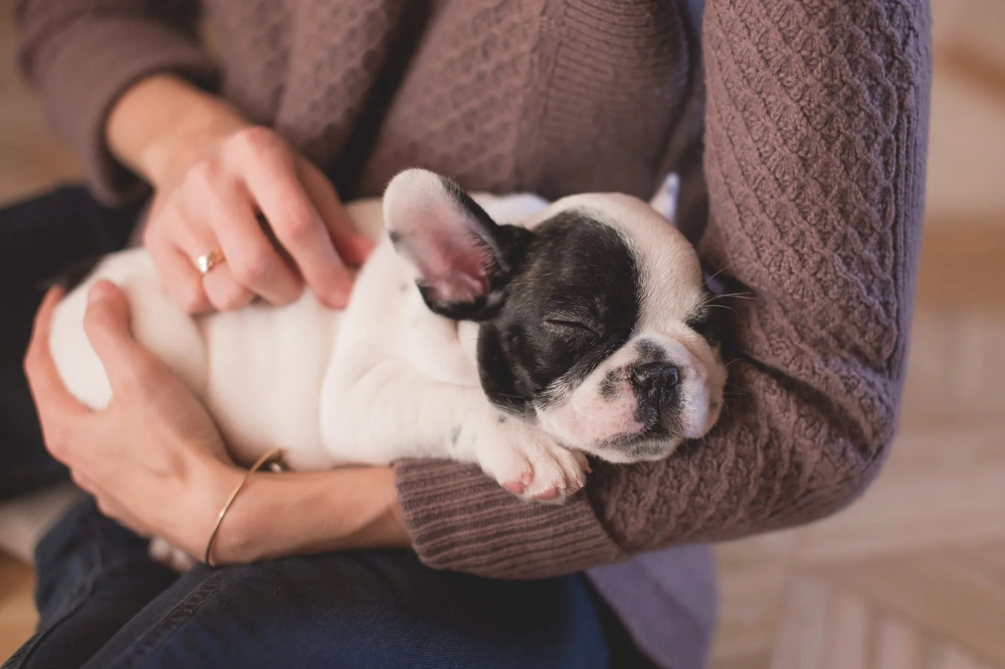 How Dogs Are Used For Animal Therapy & Why it Works