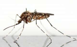 malaria | Longevity LIVE