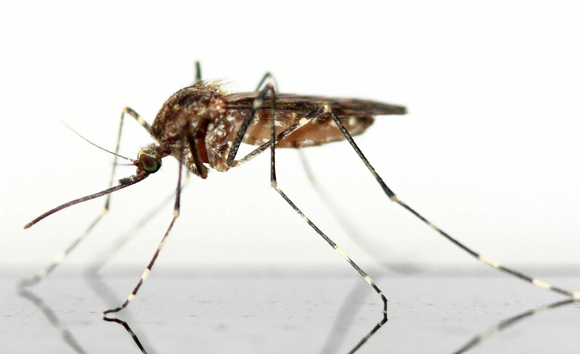 Malaria: Ongoing Solutions To Eradicate It By 2040
