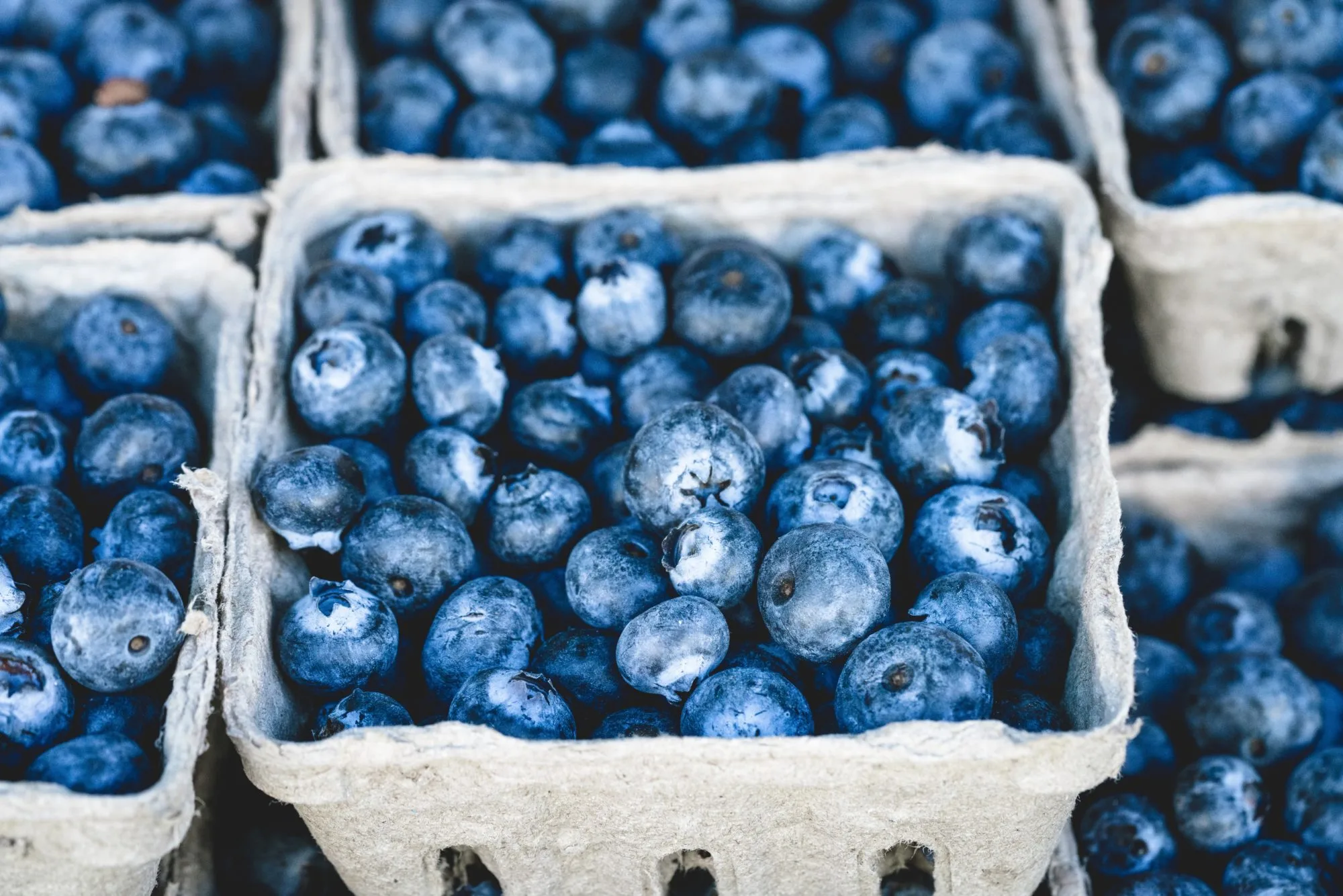 Wild Blueberries Improve Vascular Function and Cognitive Performance in Healthy Older Adults