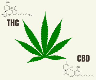 cbd vs thc anxiety