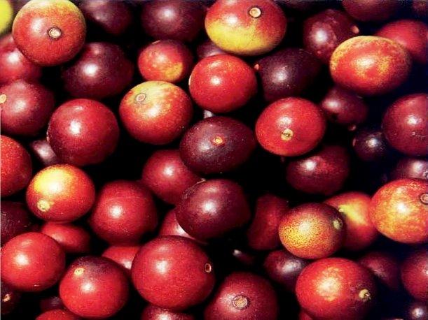 Camucamu | Longevity LIVE