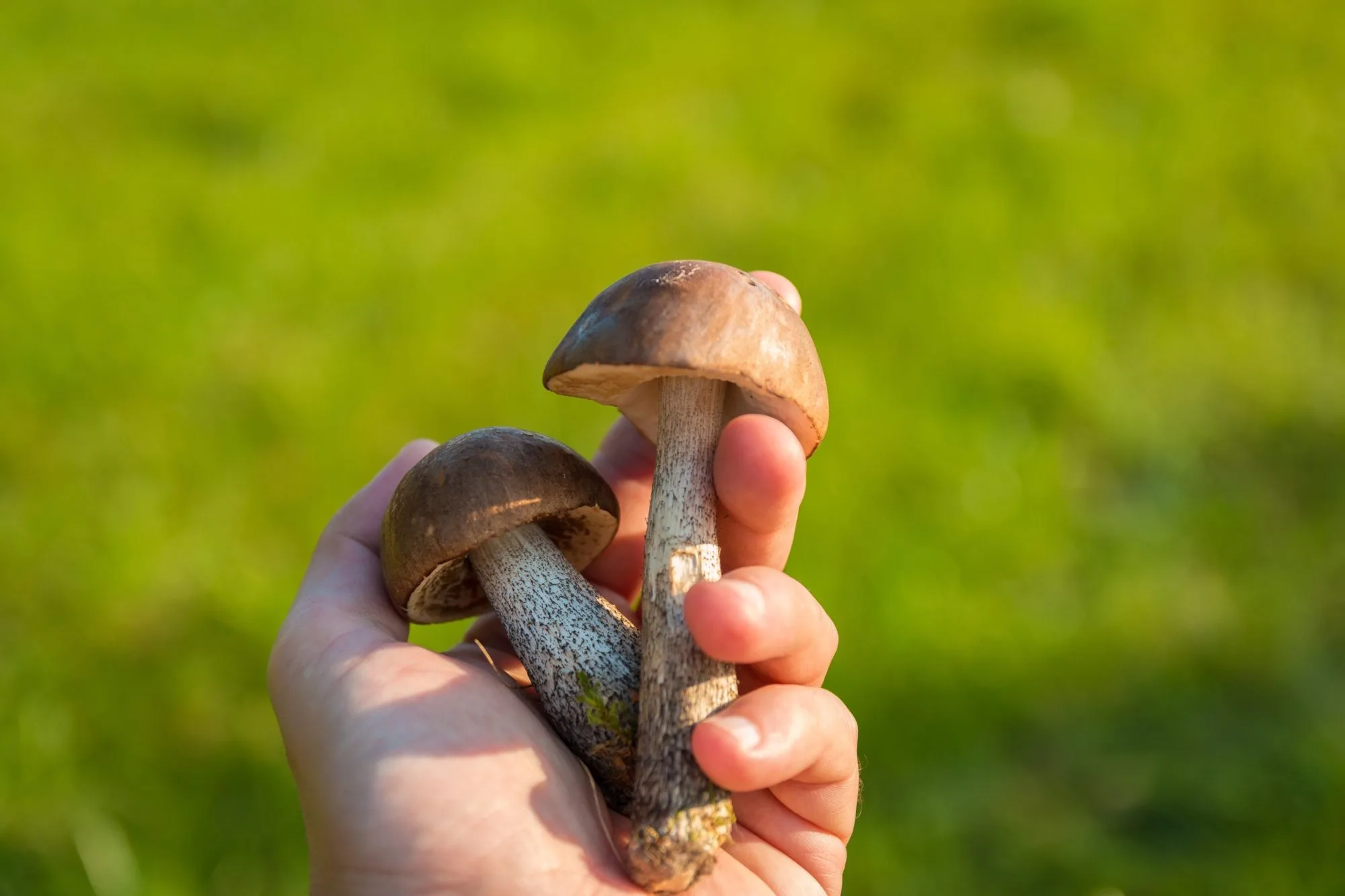 Must-have mushrooms | The Skincare Shroom Boom
