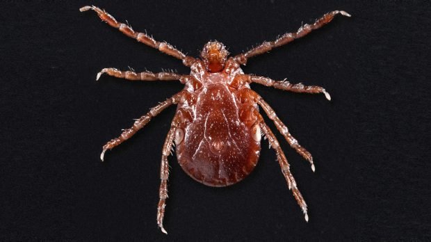 Asian Longhorned Tick