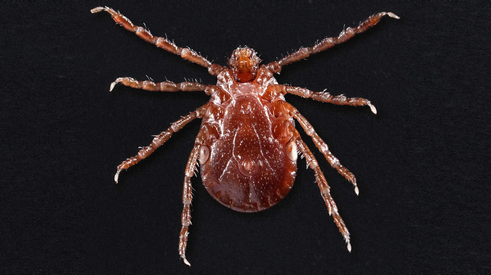 Asian Longhorned Ticks Are A Menace But Are They A Health Hazard?