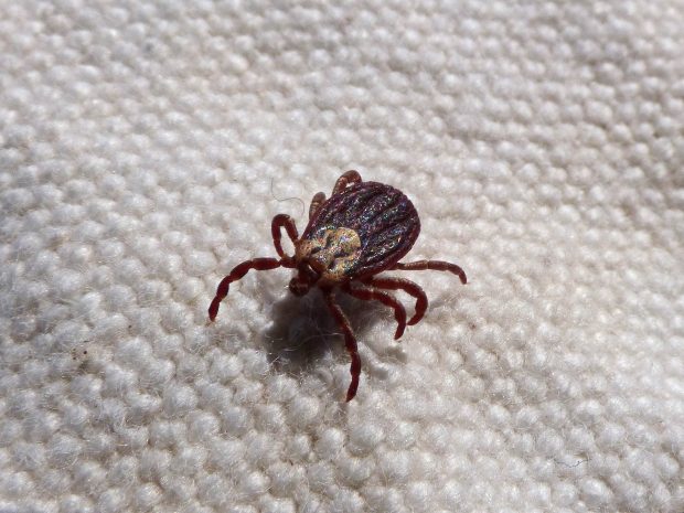 ticks | Longevity LIVE