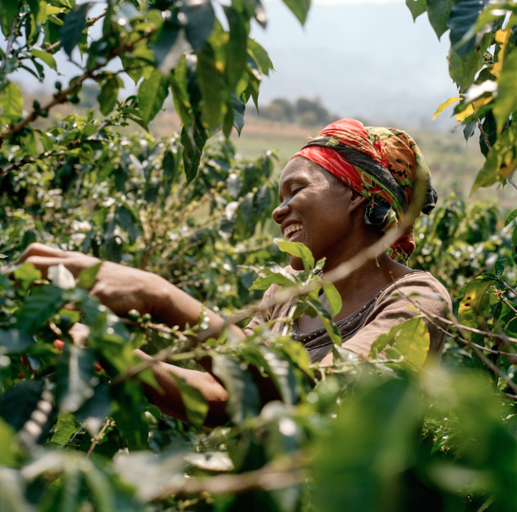 How Our Love Of African Coffee Will Help Communities Thrive Longevity