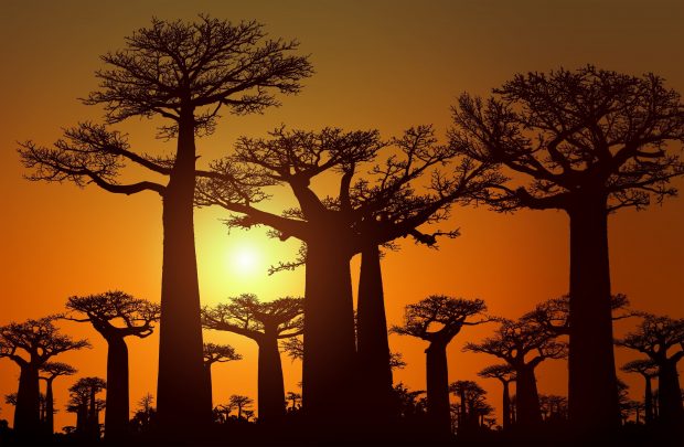 baobab | Longevity LIVE