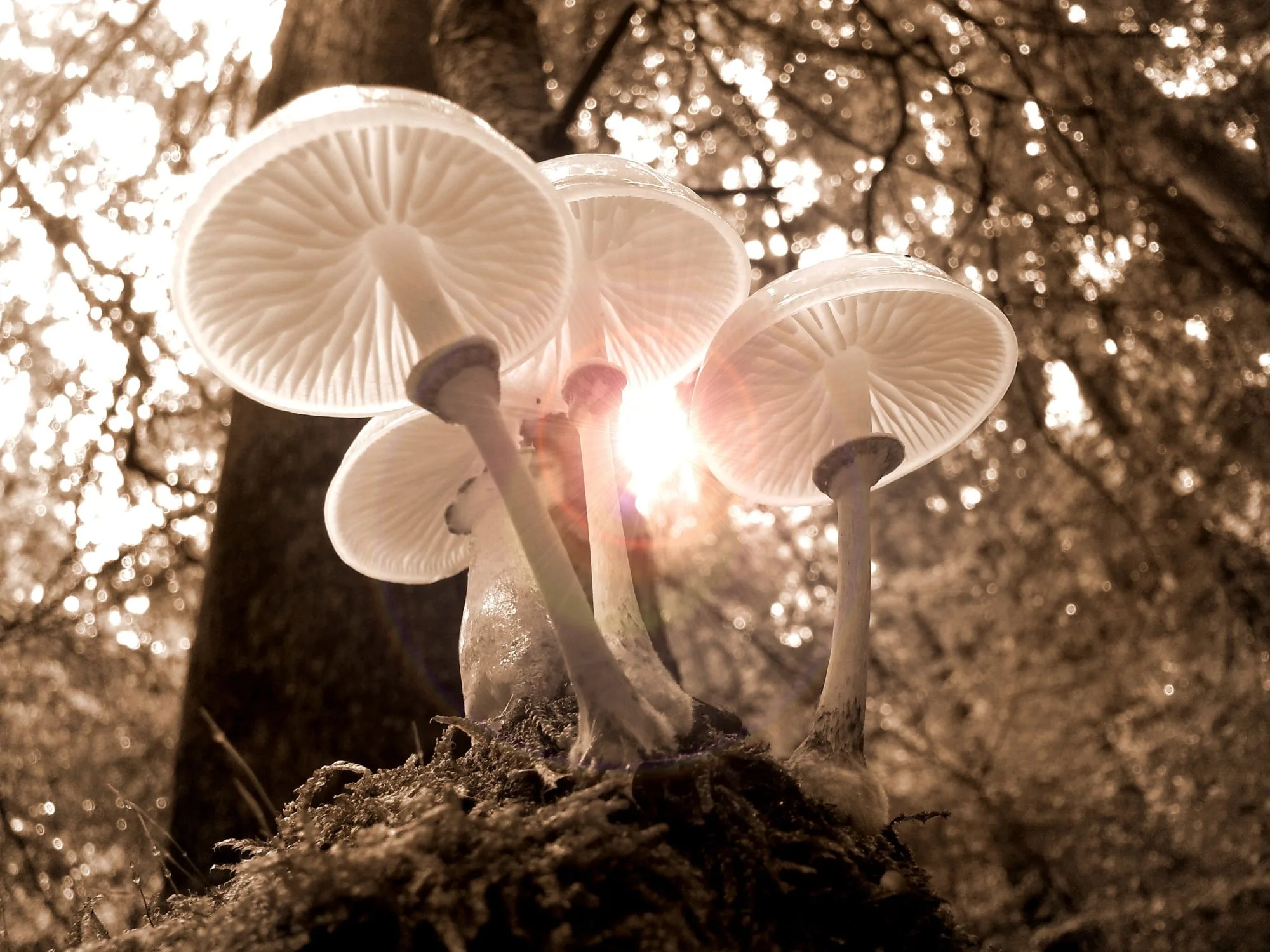 Psilocybin Mushrooms Are Making A Comeback