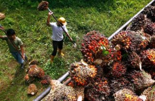 palm oil | Longevity LIVE