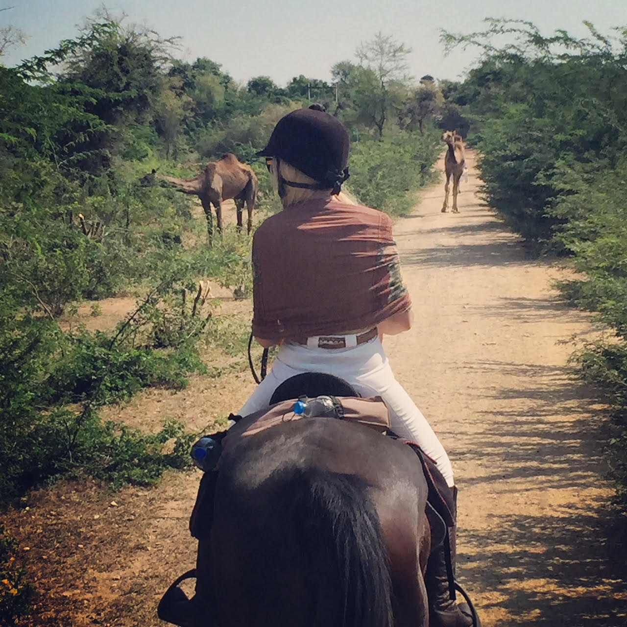 Bucket List India For The Ultimate Luxury Horse Safari
