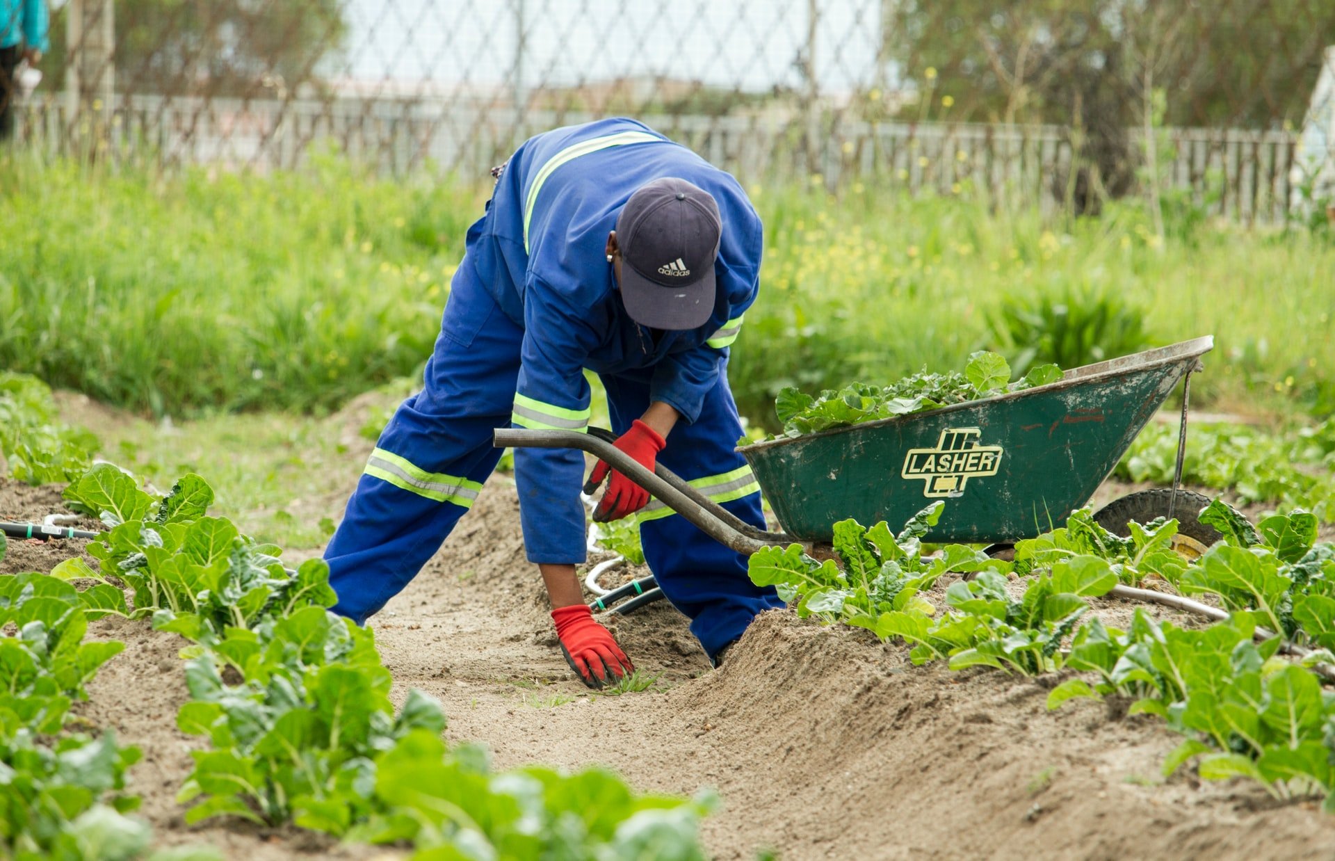 farming | Longevity LIVE