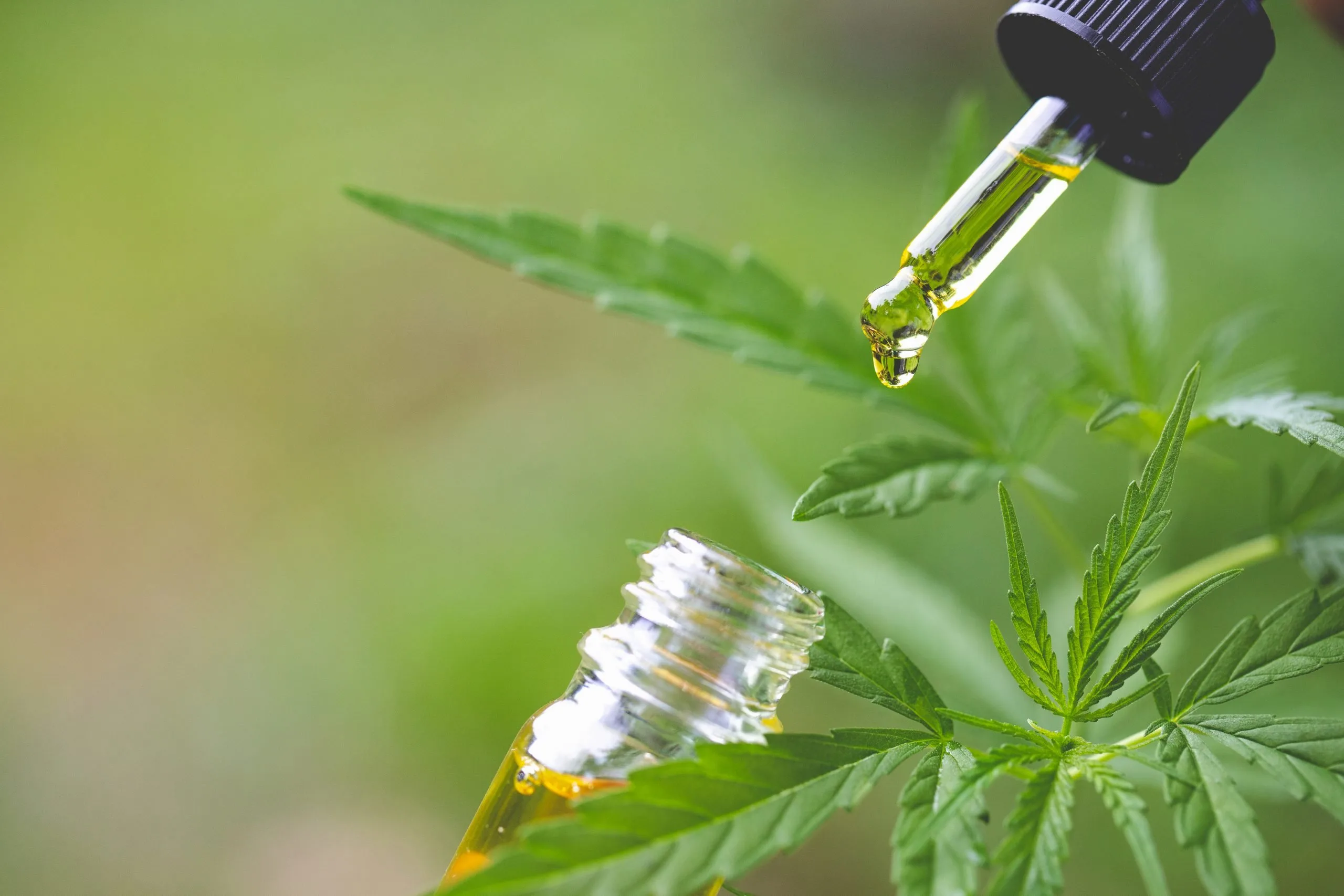 Understanding The Important Differences Between CBD And Hemp Oil 