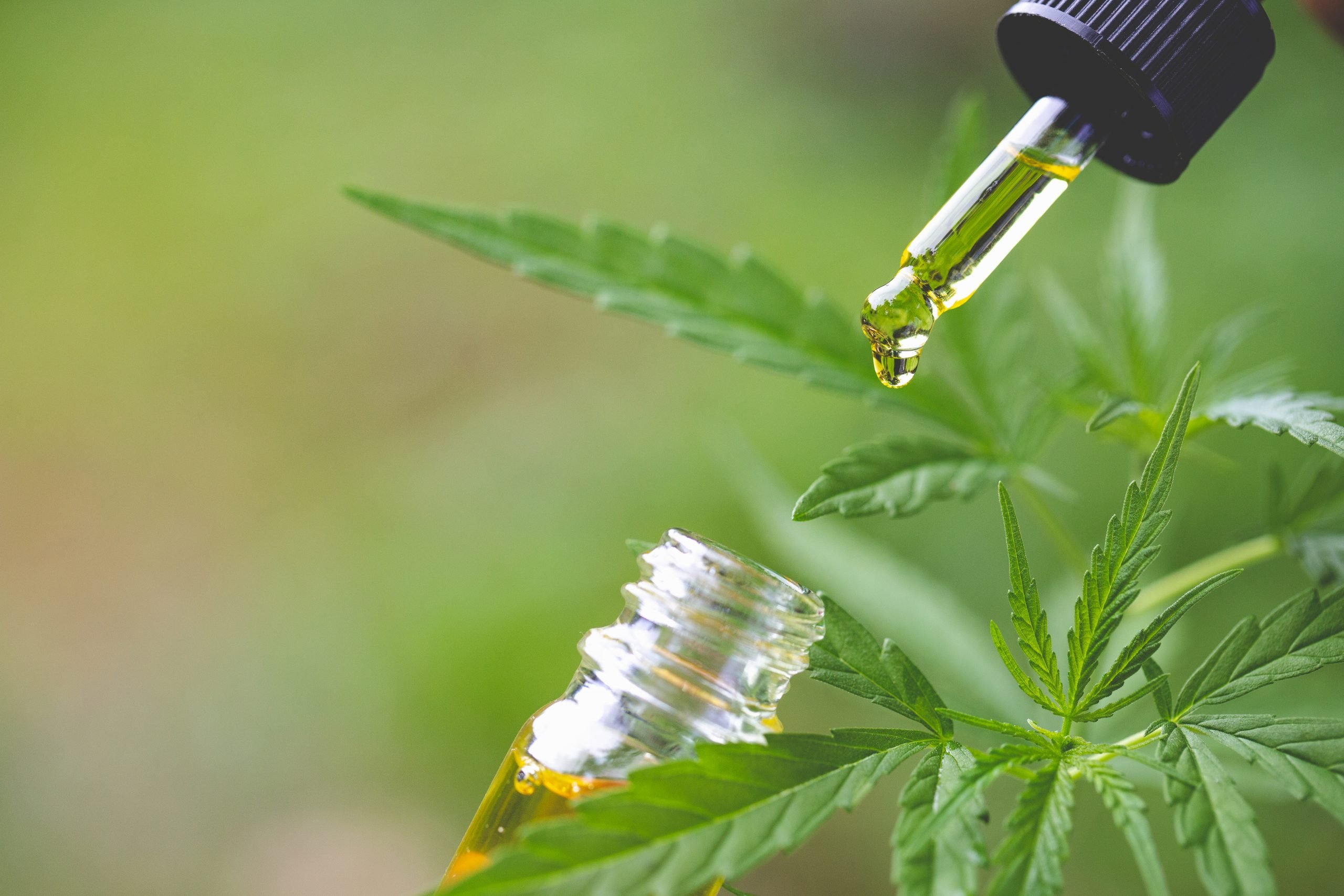 Understanding The Important Differences Between CBD And Hemp Oil 
