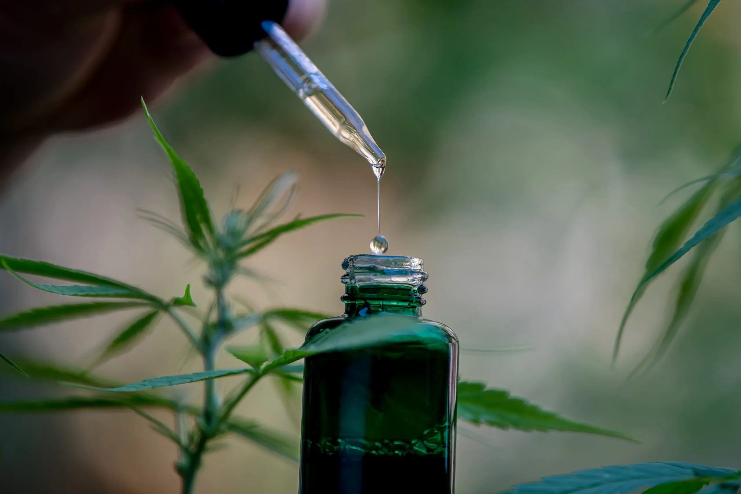 hemp oil | Longevity LIVE