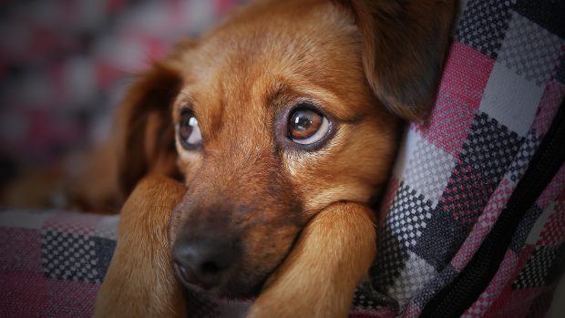 pets | Longevity LIVE