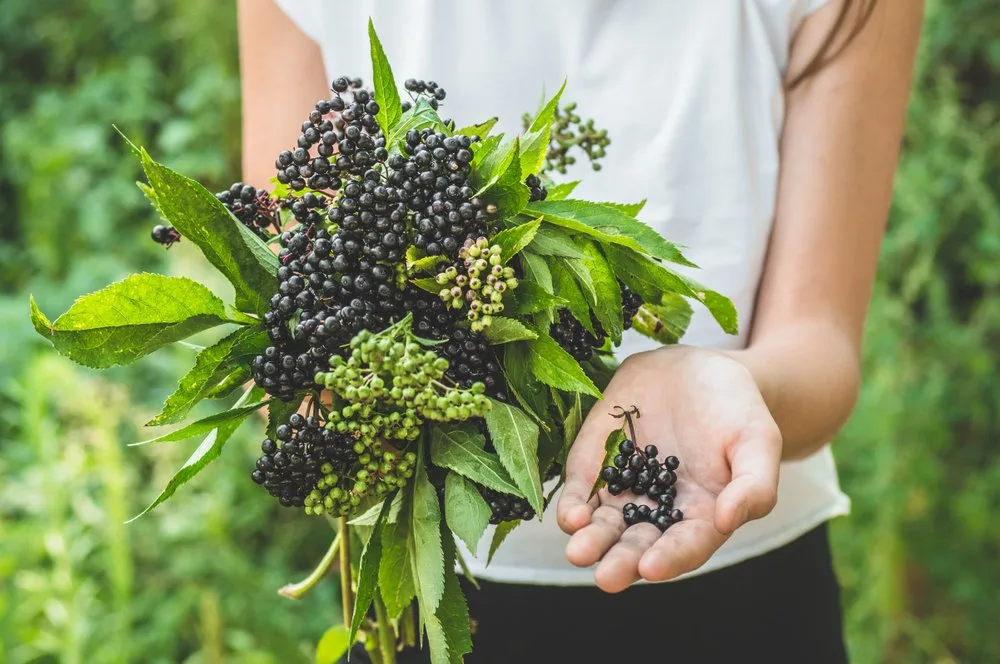 6 Health Benefits Of The Immune-Boosting Elderberry