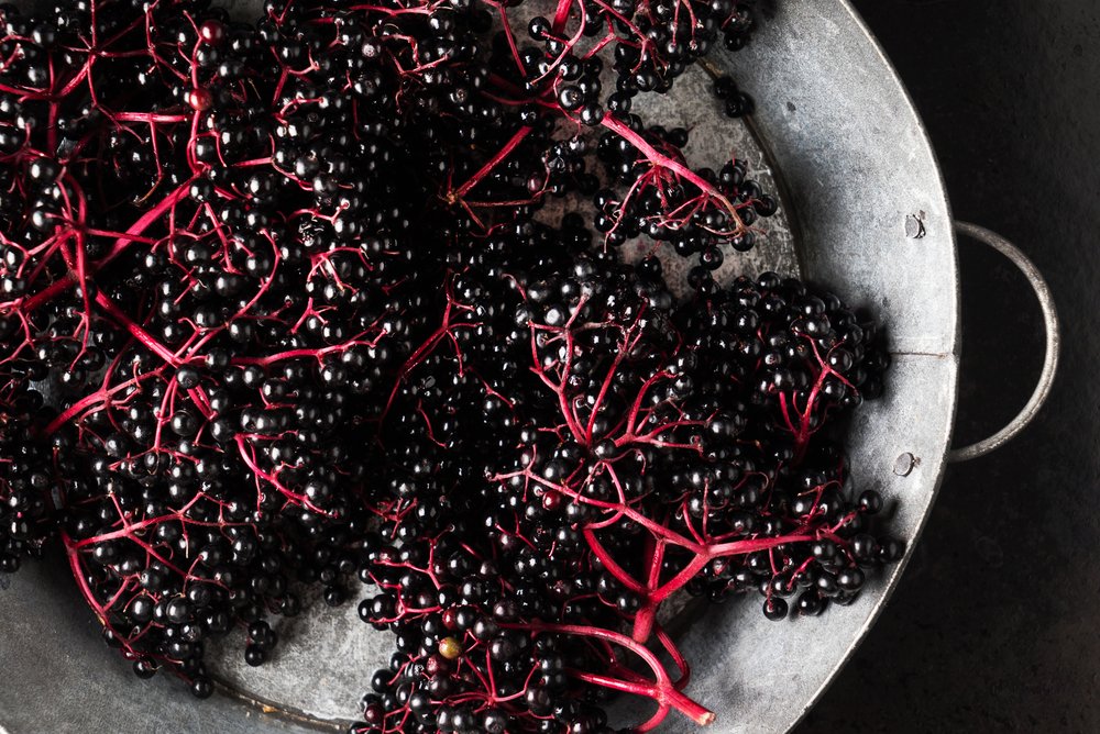 elderberry
