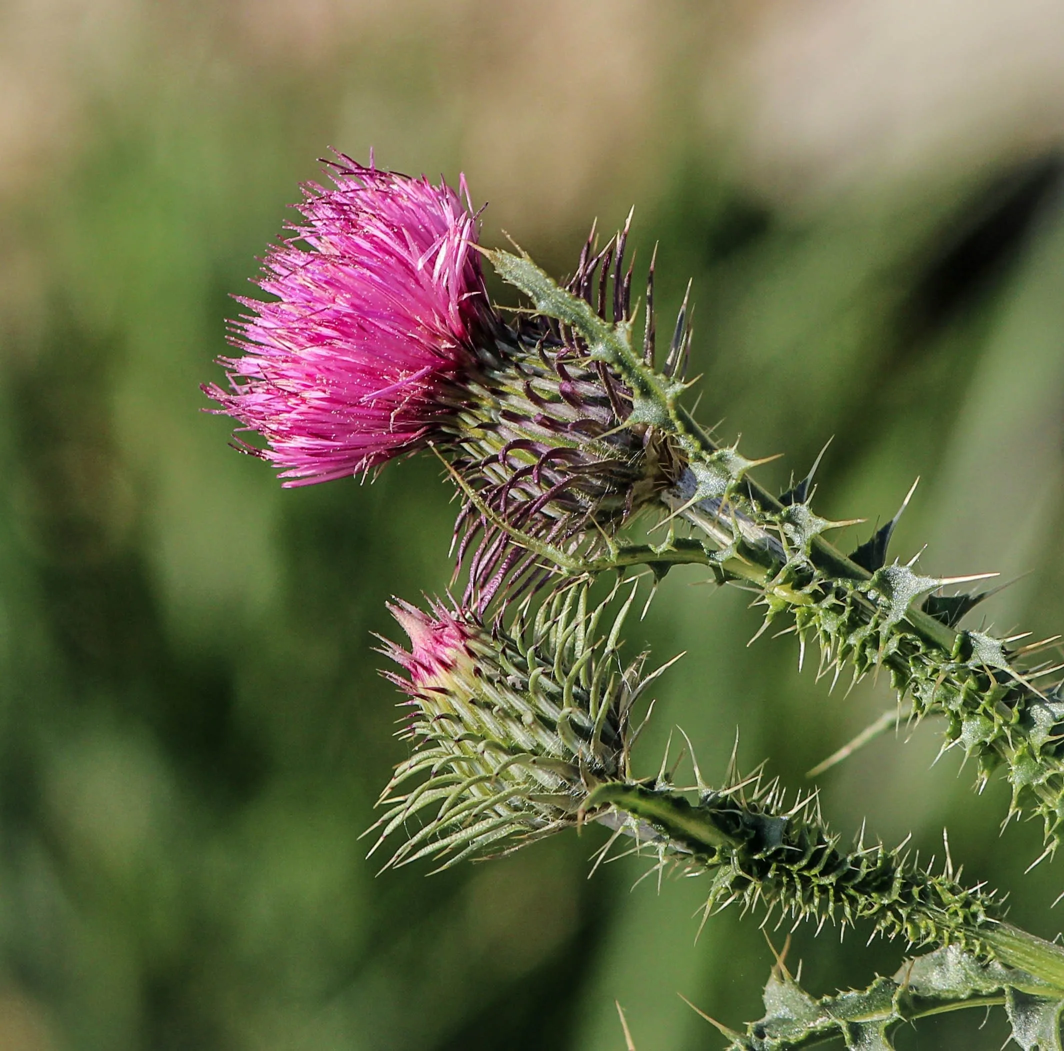 Milk Thistle:  What is it and why is it important for us?