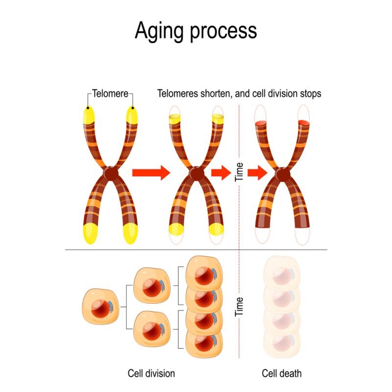 Healthspan & Longevity: What Are The 10 Primary Mechanisms Of Aging ...