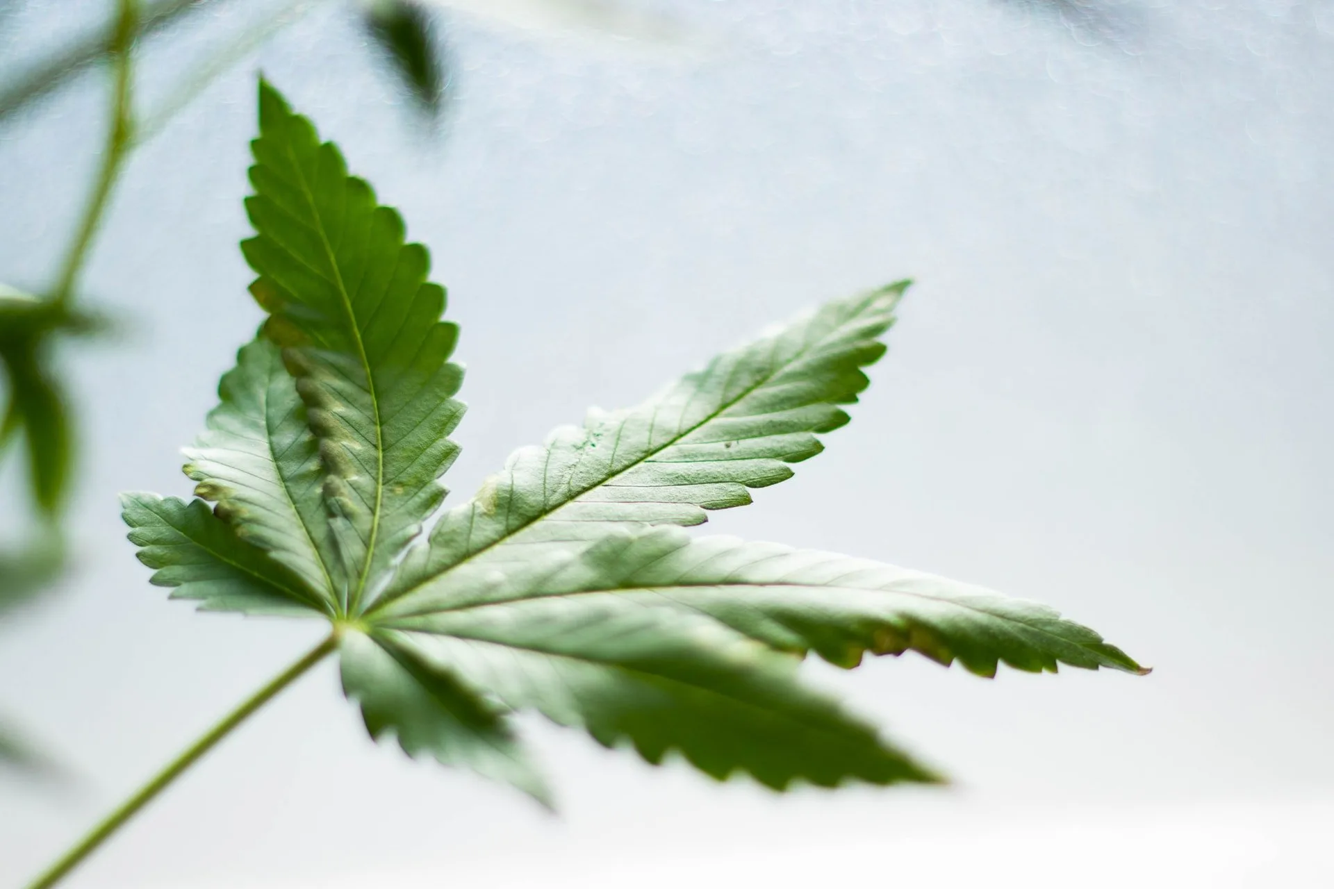 cannabis