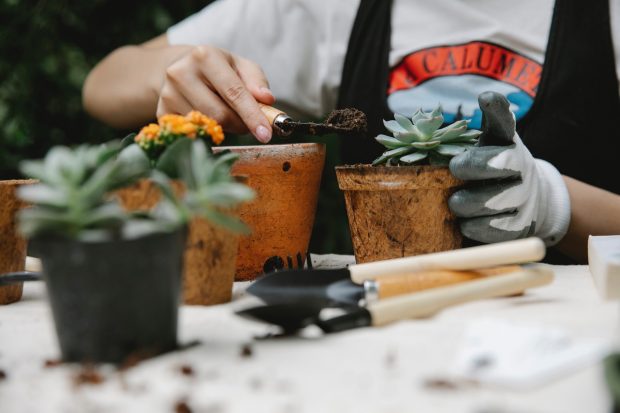 plants