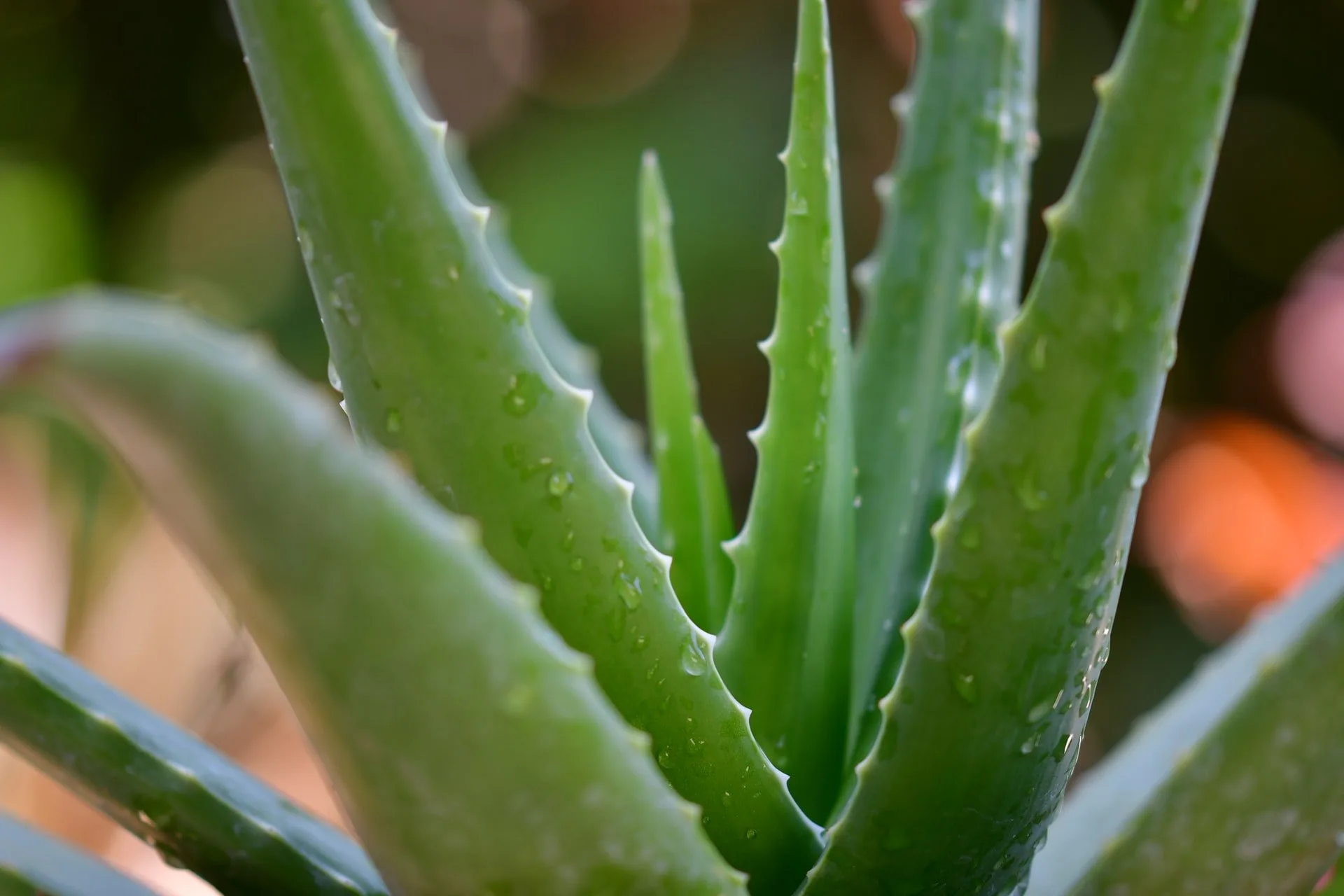 Could Drinking Aloe Water Be A Step Towards Longevity?