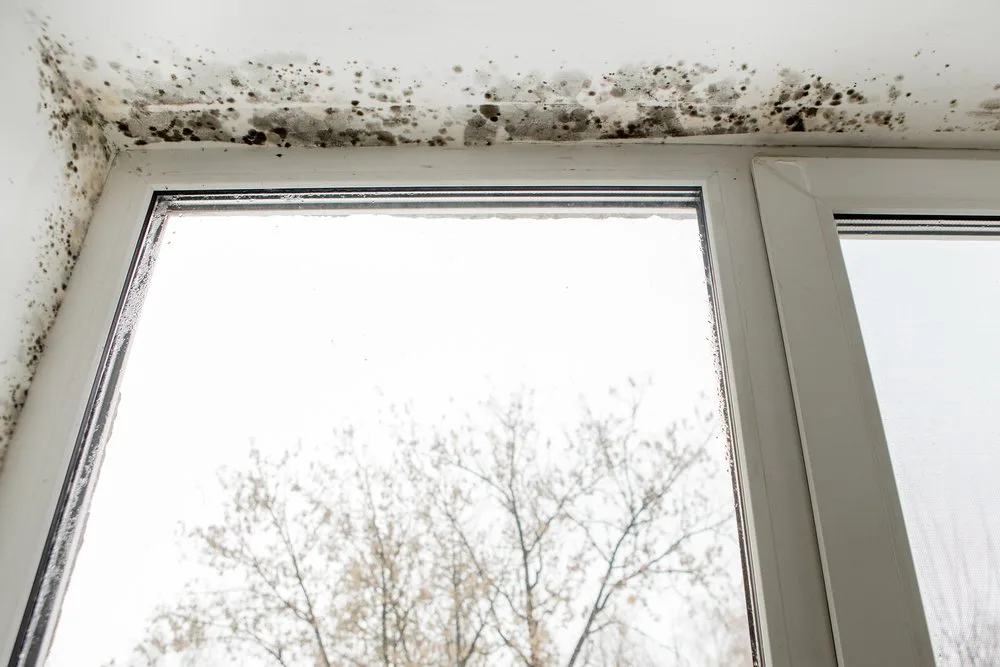 mold