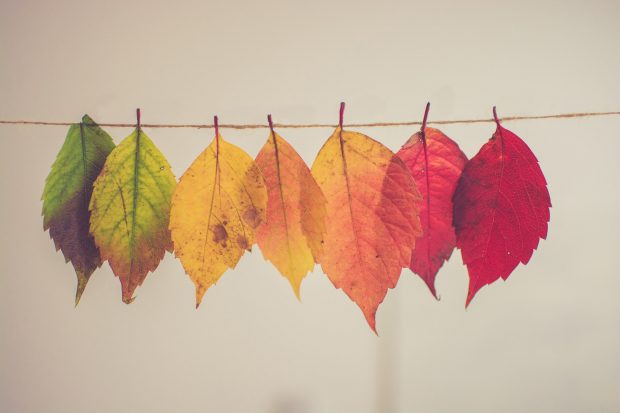 seasons