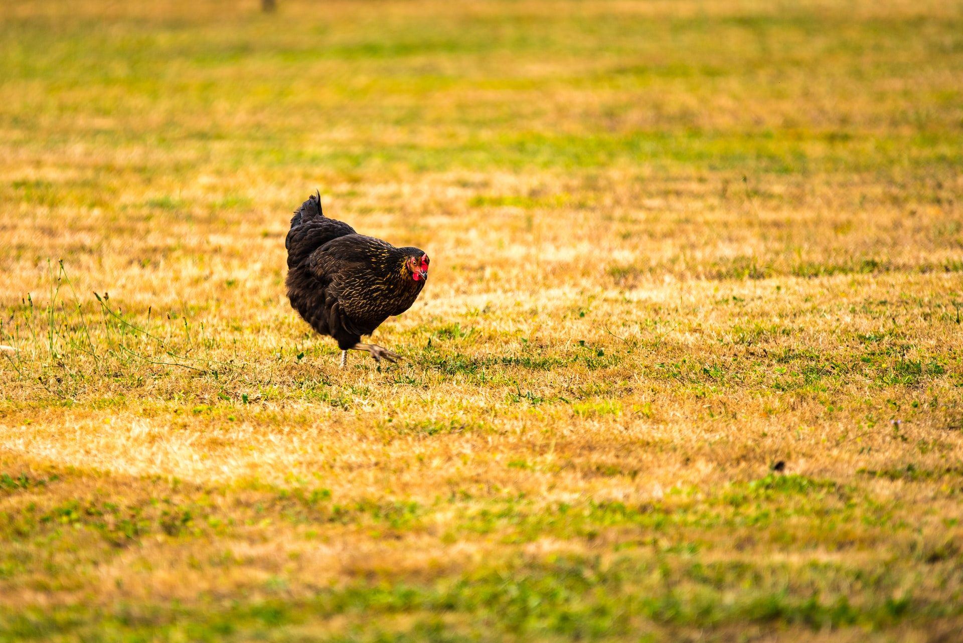 Курица на траве