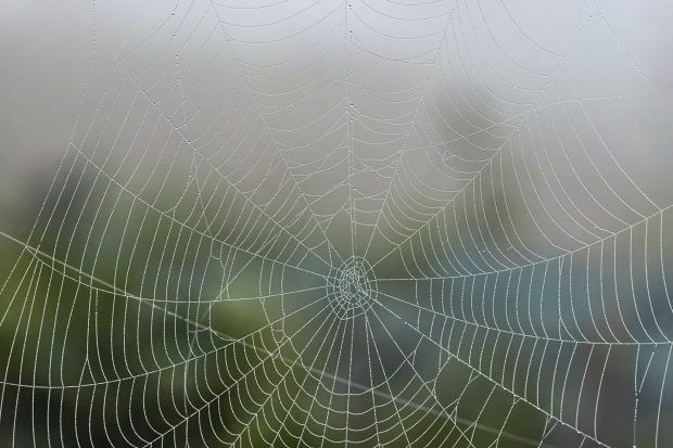 spider silk