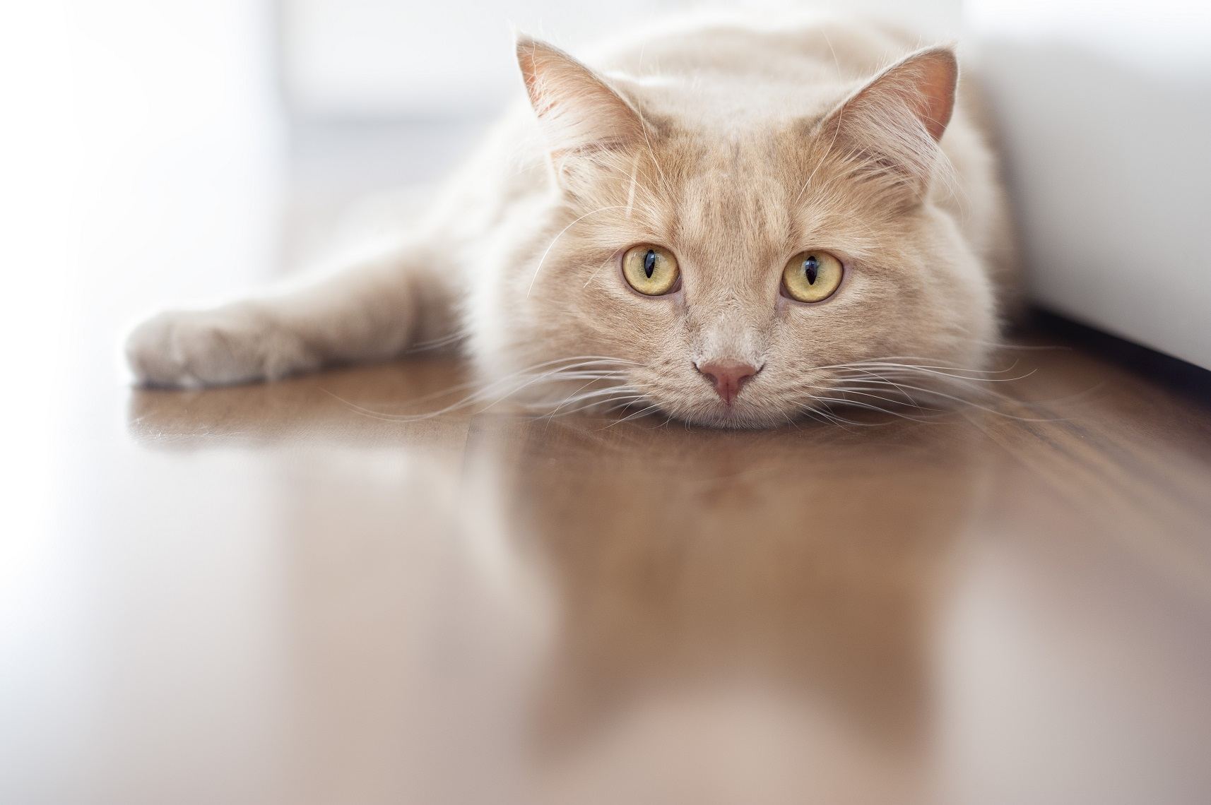 Pet Microbiome